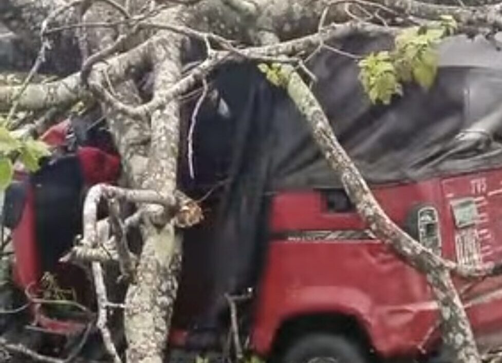 Six weeks after falling tree killed motorcyclist, another crushes vehicles in Uyo