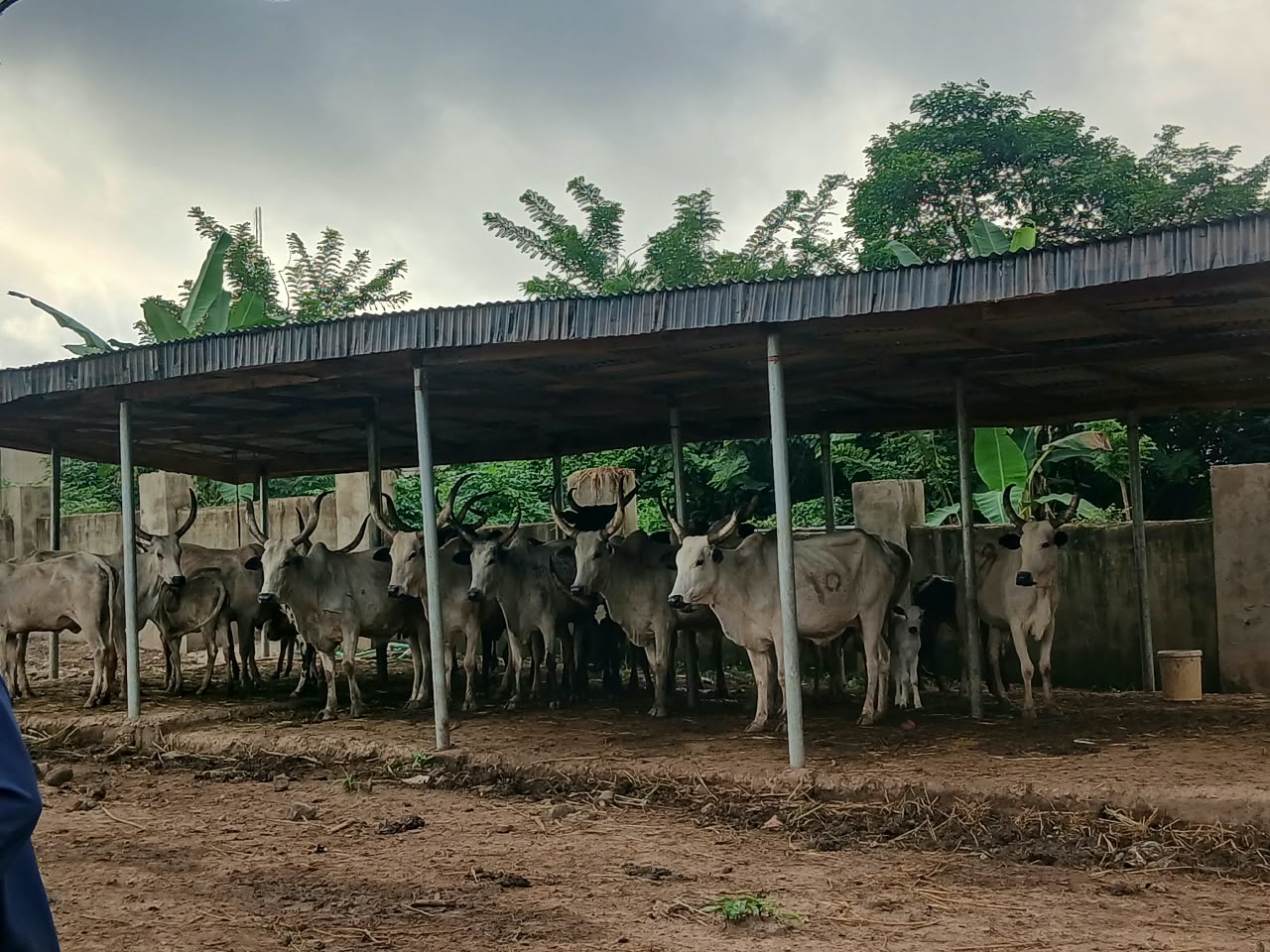 Oyo govt impounds 20 cows operations over open grazing, crop destruction