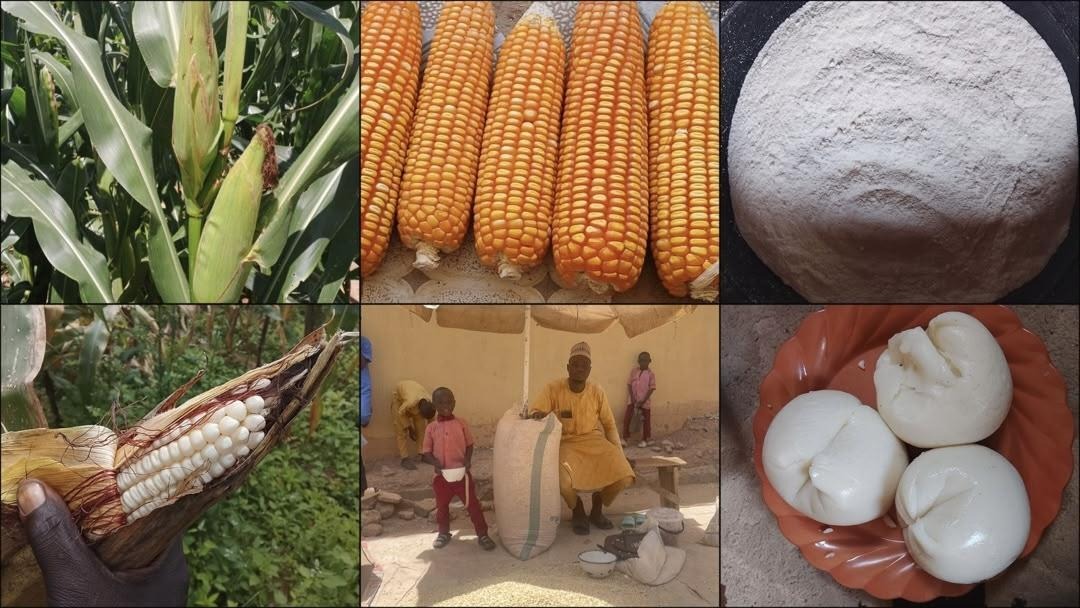 SPECIAL REPORT: What are Nigerians eating? Tracing TELA maize from farms to dinner tables (I) - Premium Times Nigeria