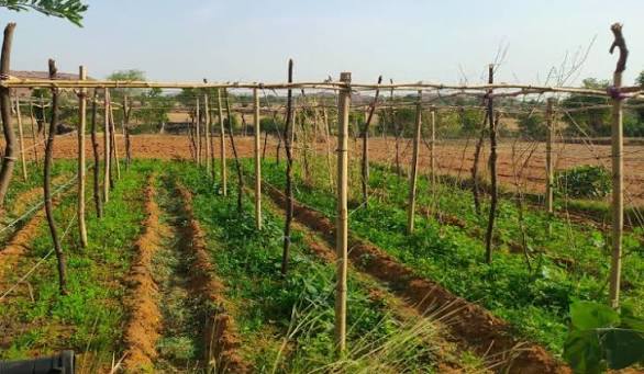 From Garden to Market: How women’s vegetable farming is transforming household livelihoods in Kaduna